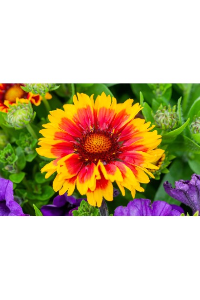 Квітка гайлардії ’Arizona Sun’ крупним планом